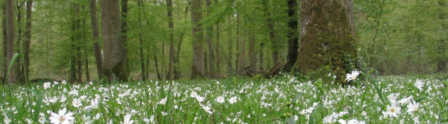 Blumenwiese im Bienwald