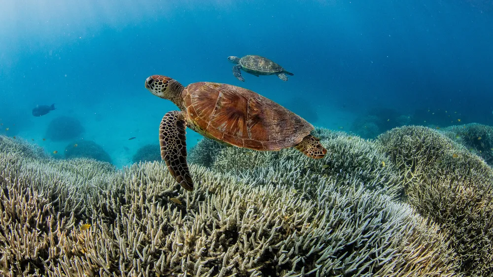 Quelle: Theundertow Ocean & Divers for Climate/AAP/dpa