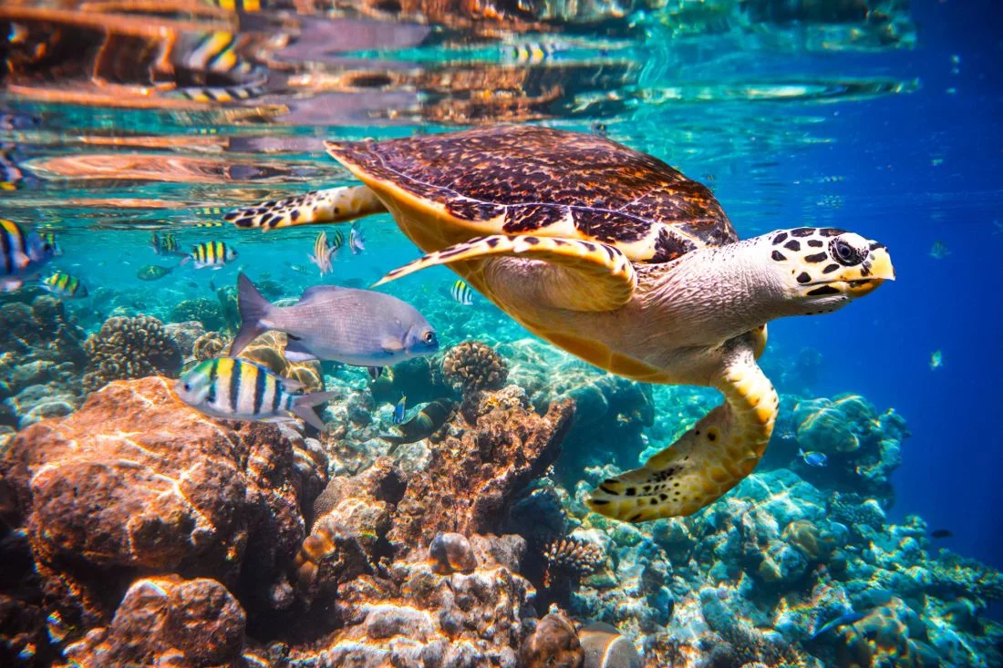 Quelle: Andrej Armjagow/Shutterstock